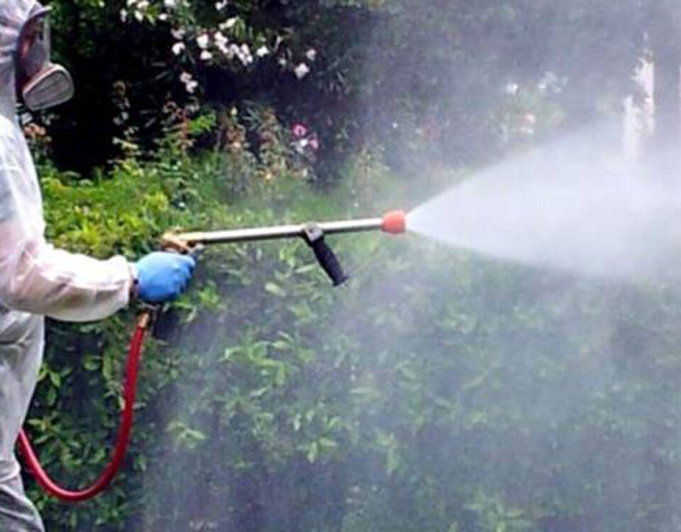 Derattizzazione: Una Necessità Per Abitazioni e Per Il Settore Alimentare